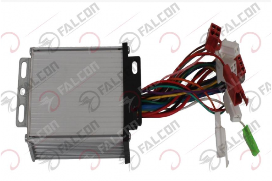 FALCON GYPS 249  BEYİN 